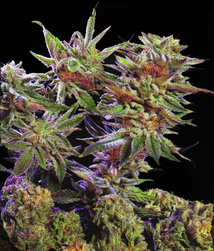 Bud